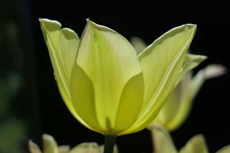 Tulipe verte simple, ouverte, forçage hiver Var, fleur précoce française ((crédit gernot-fi sur unsplash)