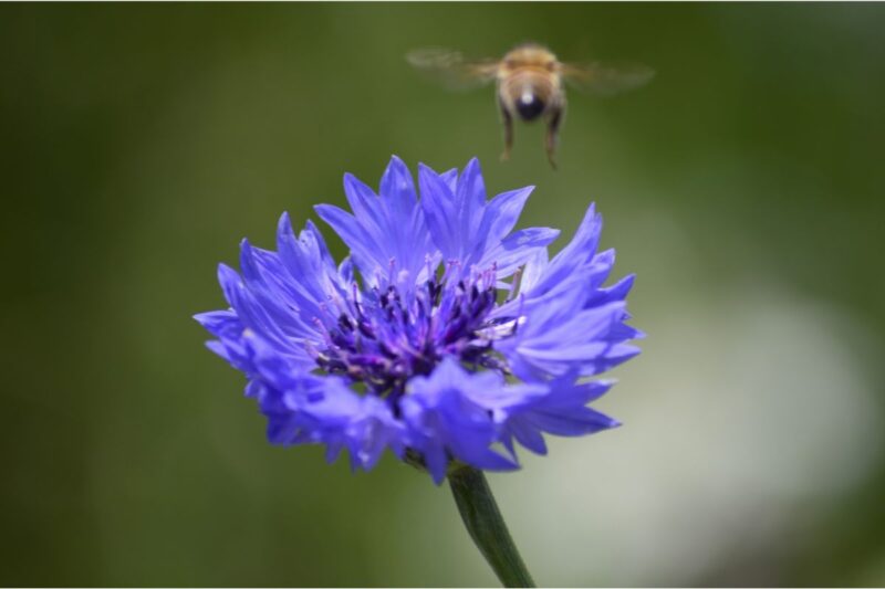 A single blue cornflower (Centaurea cyanus) standing tall against a soft, natural background, symbolizing purity and resilience.