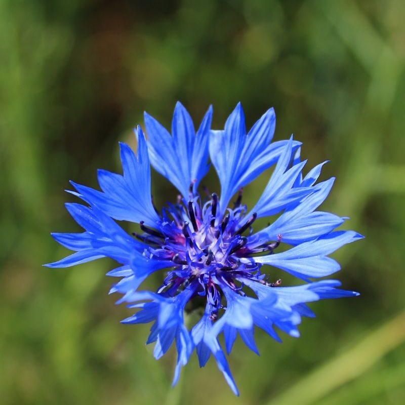 Detailed close-up of a blue cornflower (Kornblume) showing the intricate radial petals, symbolizing German romanticism and the Kaiserblume legacy.
