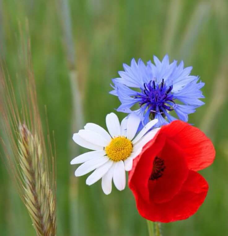 un coquelicot, un bleuet et une marguerite