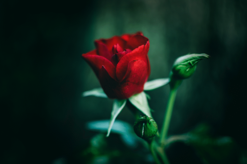 Photographie d'une rose rouge pourpre solitaire dans une atmosphère sombre et onirique.