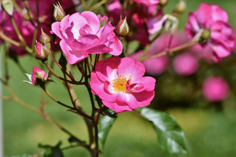 Gros plan de  fleurs d'églantier sauvage (Rosa Canina) rose pâle à cinq pétales simples.