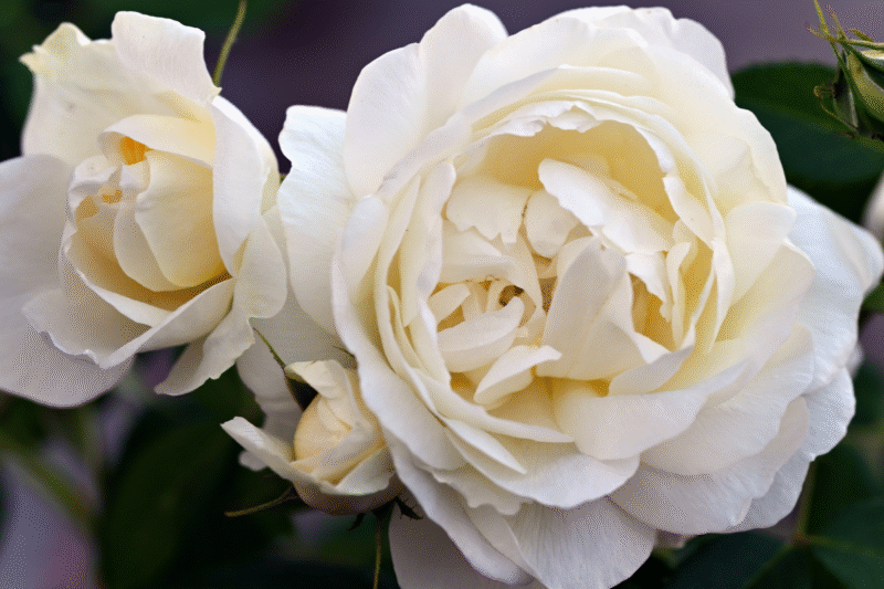 Gros plan sur des Roses blanches immaculées éclairée 