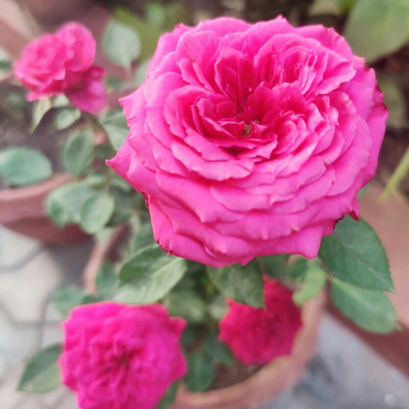 Fleur de rose de Damas (Rosa Damascena) aux pétales denses 