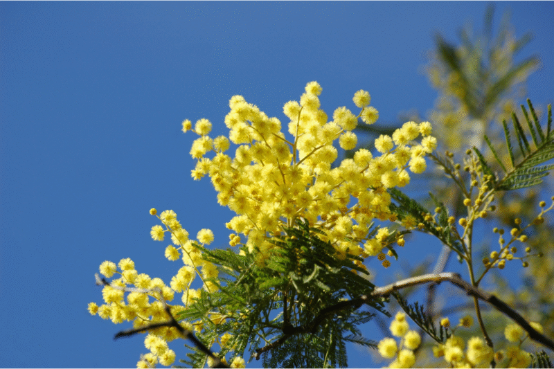 Floraison de mimosa acacia dealbata en contre-jour sur un ciel bleu azur lumineux, pompons jaunes éclatants.