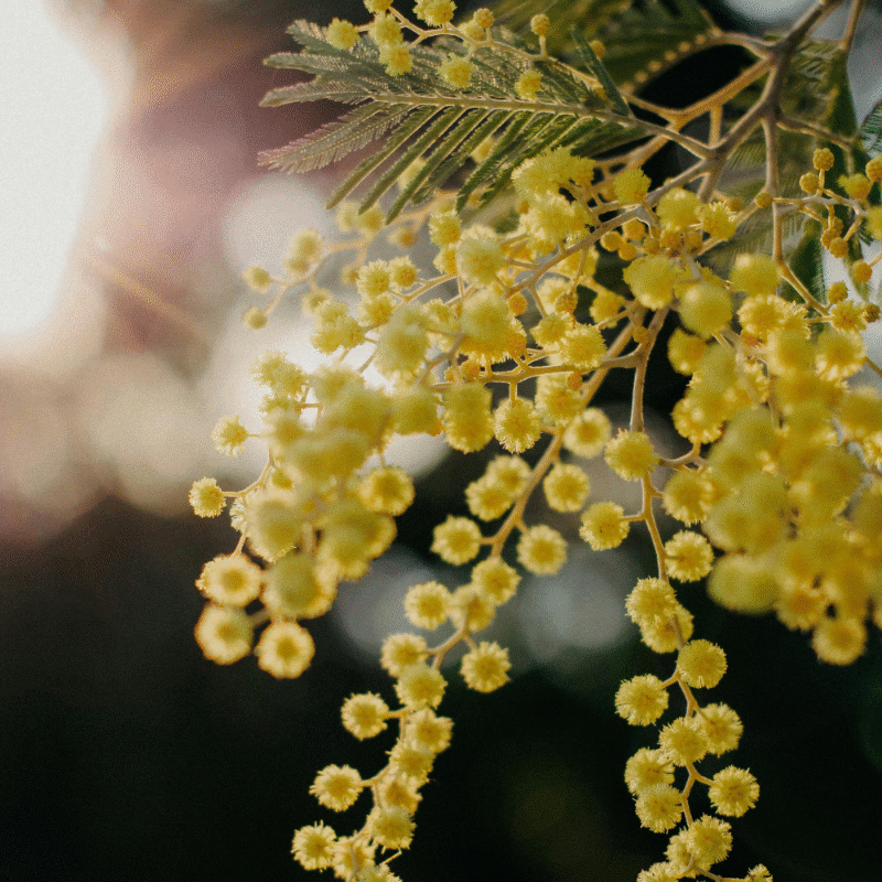 Macro-photographie de pompons de mimosa vaporeux, détails des étamines sous une lumière dorée et douce.