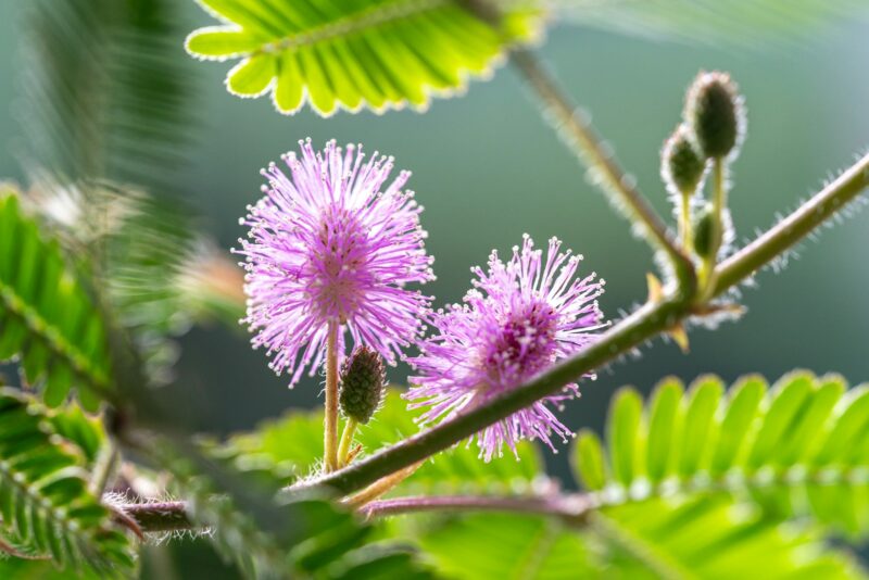 Plante sensitive Mimosa pudica repliant ses feuilles délicates au contact du toucher, détail de botanique.