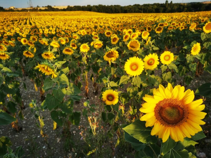 a large field of sunflowers with a blue sky in the background