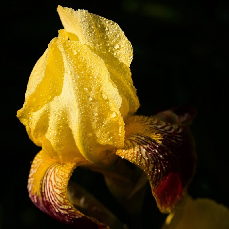 a yellow iris with water droplets on it