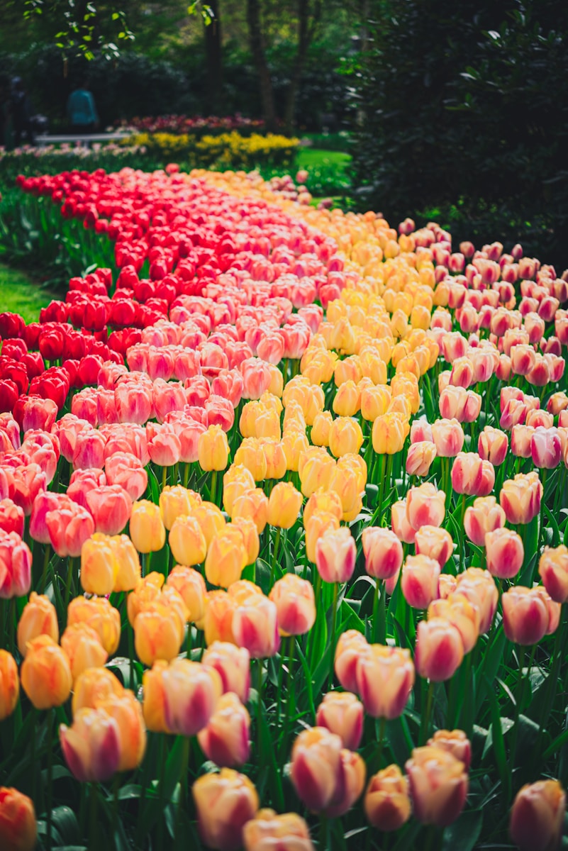A landscape view of Keukenhof showing geometric rows of tulips organized in distinct, vibrant color bands.
