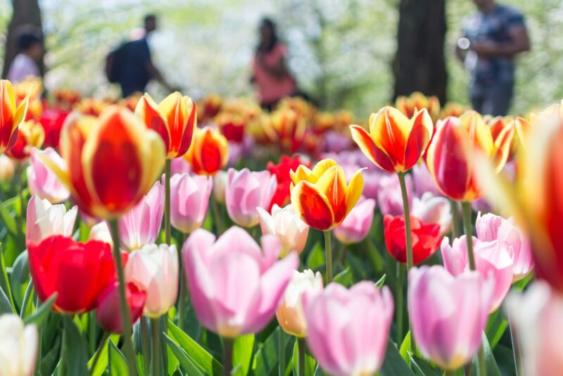 Close-up of multicolored tulips in sharp focus with blurred visitors strolling in the background at Keukenhof Gardens.