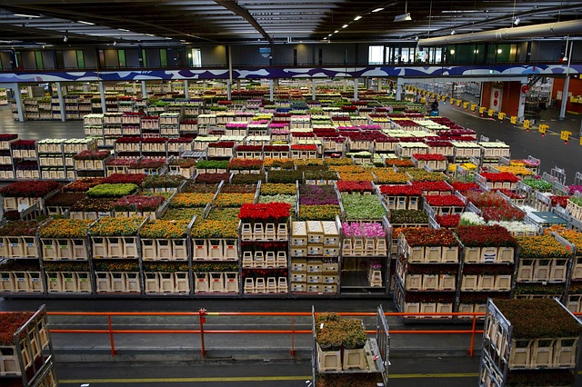 holland flower auction warehouse, global floral trade business, sustainable horticulture logistics, royal floraholland