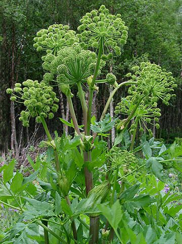 Portrait de la plante entière d'Angélique officinale, silhouette majestueuse avec ses grandes feuilles découpées et ses multiples ombelles globuleuses en fleurs.