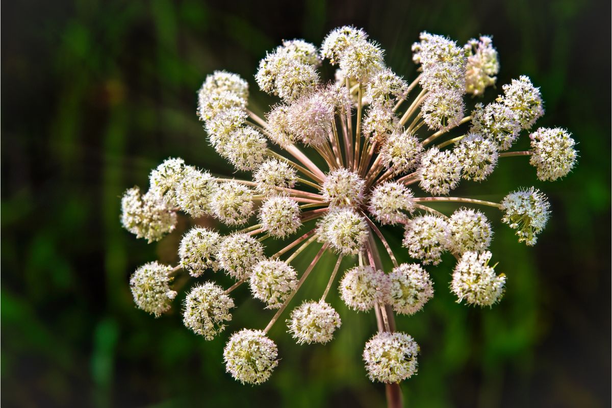 Gros plan sur les ombelles sphériques en pompons vert pâle de l'Angélique officinale sur fond sombre.