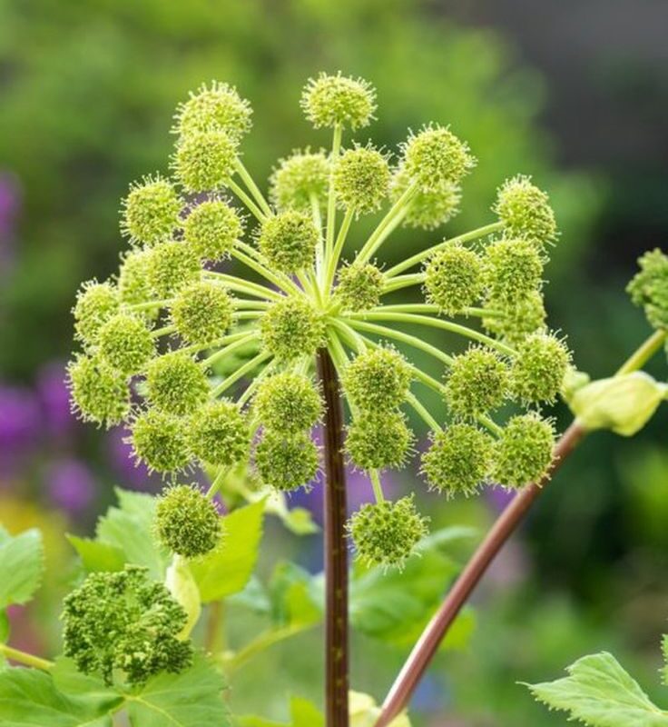 Gros plan sur la tige et les ombelles en pompons vert tendre de l'Angélique officinale en contre-jour.