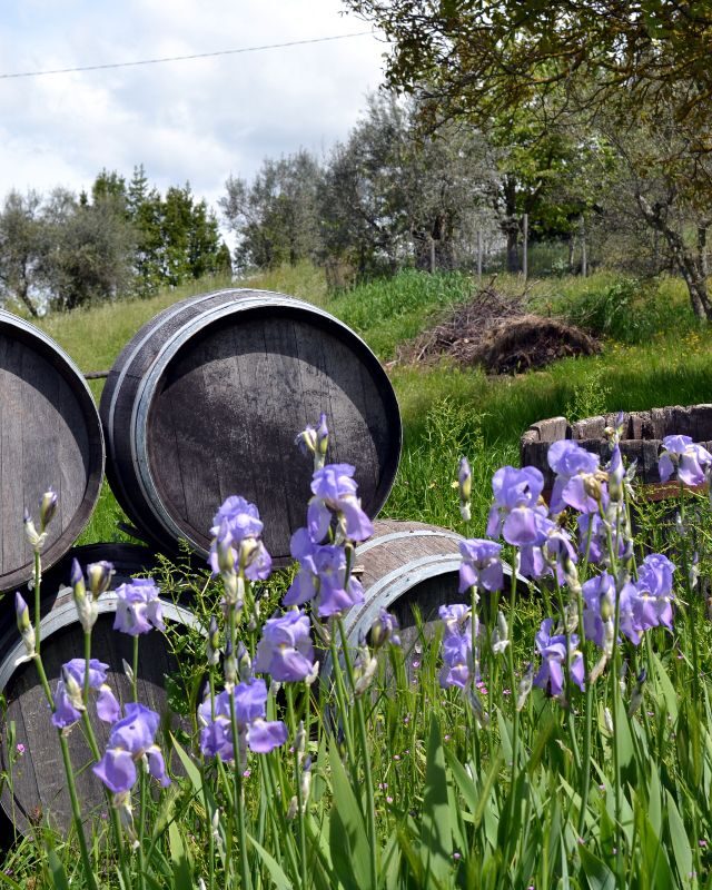 Photographie d'un champ d'Iris pallida en fleurs au premier plan d'une prairie ensoleillée. En arrière-plan, des tonneaux en bois sont alignés, évoquant le processus de vieillissement et de transformation des rhizomes d'orris en Toscane pour le blog Pétales d'Histoire.