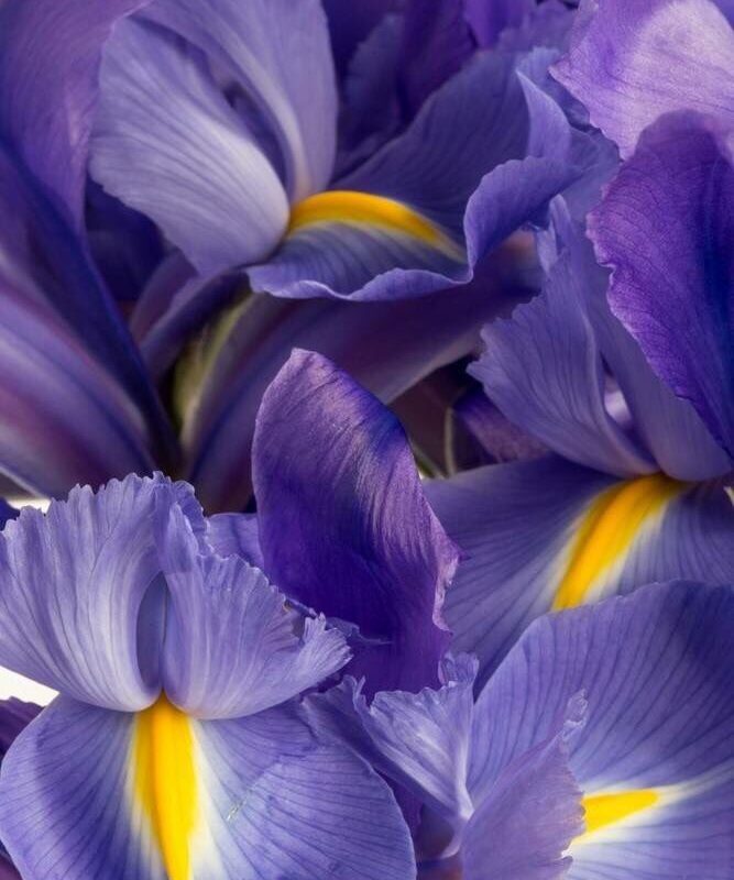 Photographie en très gros plan (macro) d'un assemblage artistique de pétales d'iris aux nuances profonds de violet, bleu amiral et or, illustrant la fragilité de la fleur par rapport à la puissance olfactive de son rhizome pour le blog Pétales d'Histoire.