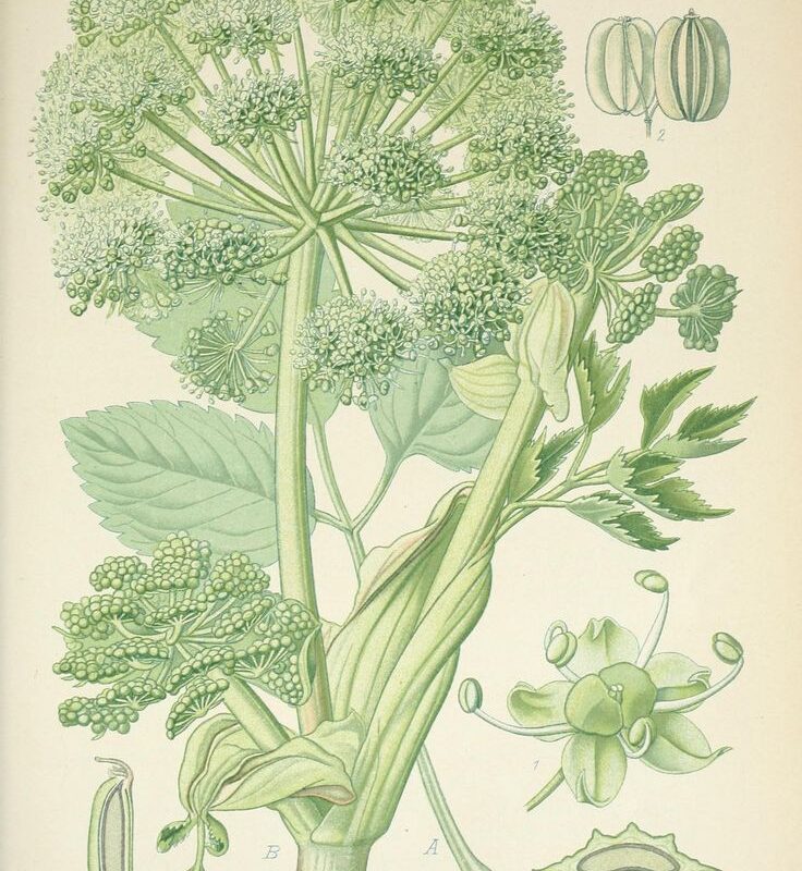 Gravure botanique ancienne représentant une Angélique officinale détaillée avec ses feuilles découpées, sa tige robuste et ses ombelles en pompons.