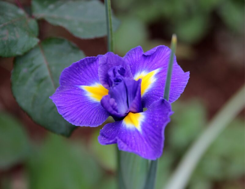 Photographie en macro et gros plan d'une fleur d'Iris éclose. La mise au point est faite sur les détails des pétales supérieurs (étendards) bleu-violet et des sépales inférieurs (chutes) ornés d'une barbe jaune d'or éclatante, pour le blog Pétales d'Histoire.