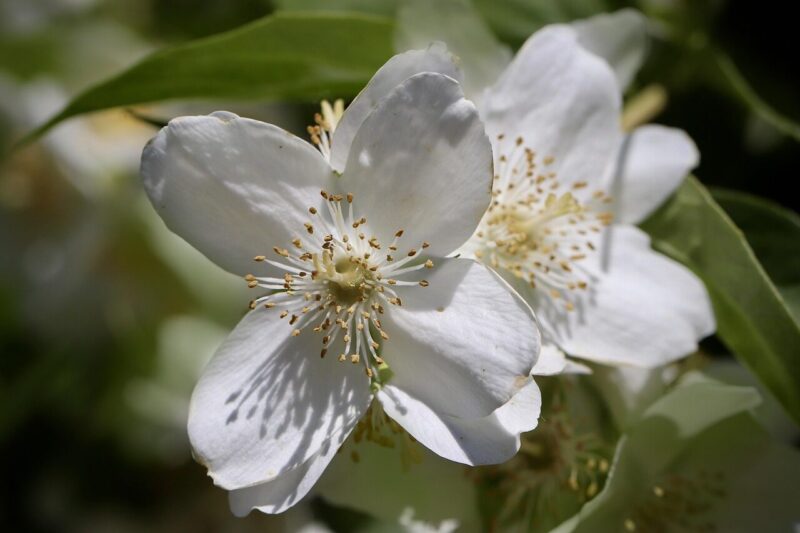 jasmin, farmer's jasmine, summer jasmine, european pipe shrub, bright mock orange, white flowers, philadelphus coronarius, petals, blossom, bloom, nature, plant