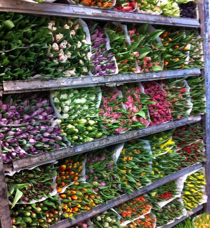 Bouquets de fleurs identiques rangés horizontalement sur des étagères industrielles dans un entrepôt frigorifique de stockage.