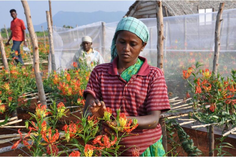 Travailleurs agricoles récoltant des fleurs à la main dans une grande ferme florale moderne au Kenya.