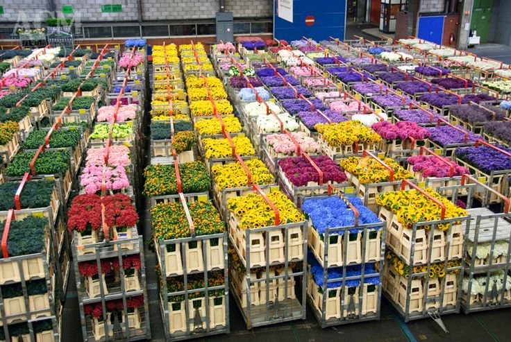Alignement de chariots logistiques chargés de fleurs monochromes dans l'immense halle du marché de gros de Royal FloraHolland à Aalsmeer.