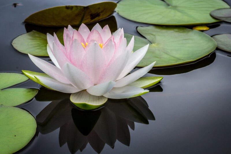 Photographie d'une fleur de lotus rose en pleine floraison sur un plan d'eau calme. Les larges pétales dégradés du rose vif au blanc entourent un réceptacle central jaune en forme de pomme d'arrosoir. La fleur est entourée de grandes feuilles vertes circulaires dont certaines flottent tandis que d'autres émergent de l'eau.