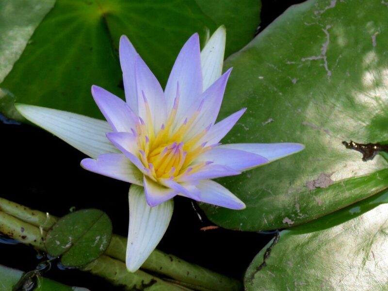 Vue rapprochée d'une fleur de lotus bleu épanouie, posée délicatement sur un tapis de grandes feuilles circulaires d'un vert intense. Les pétales de la fleur sont finement striés et le cœur est parsemé de pistils jaunes. La texture cireuse des feuilles contraste avec la délicatesse de la fleur.