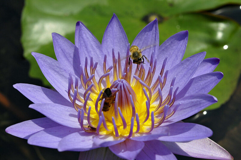 Photographie en gros plan d'une fleur de lotus bleu ouverte. Les pétales pointus passent du bleu clair au violet sur les pointes, entourant un centre jaune vif riche en étamines. L'arrière-plan est légèrement flou.